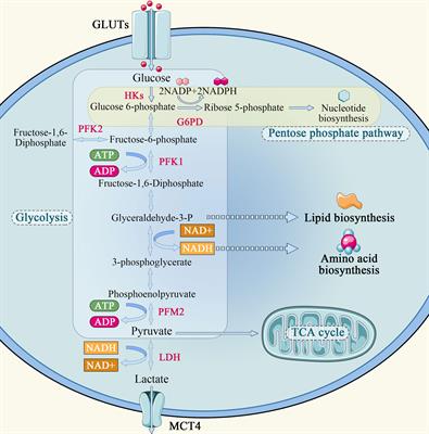 Emerging role of substance and energy metabolism associated with neuroendocrine regulation in tumor cells